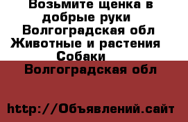 Возьмите щенка в добрые руки - Волгоградская обл. Животные и растения » Собаки   . Волгоградская обл.